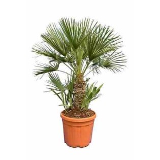 Chamaerops humilis
