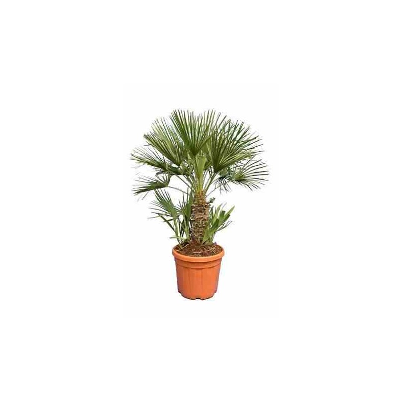 Chamaerops humilis