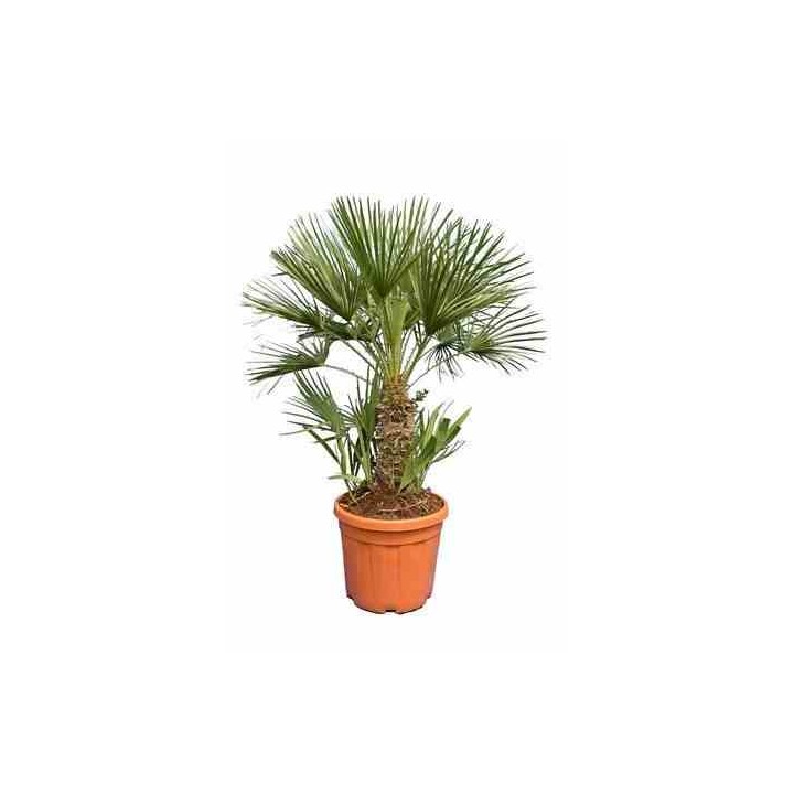 Chamaerops humilis