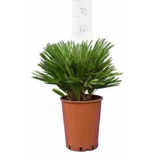 Chamaerops humilis var. cérifera