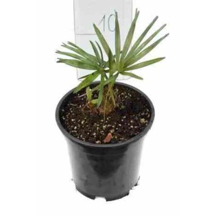 Chamaerops humilis var. cérifera