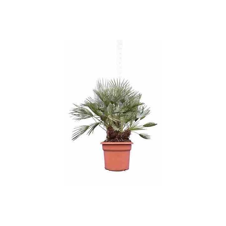 Chamaerops humilis var. cérifera