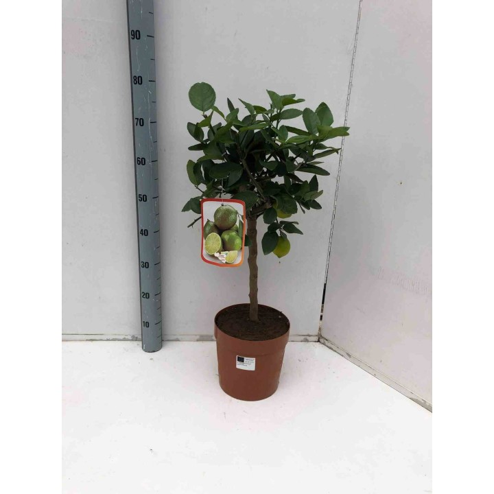 citron vert (citrus aurantifolia)