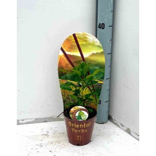 Hystrix des agrumes (Cumbava)