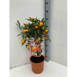 Margarita Fortunella aux agrumes, kumquat