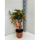 Margarita Fortunella aux agrumes, kumquat