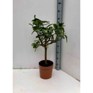 Citrus medica digitata (main de Bouddha)