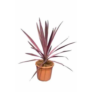 Cordyline australis splendeur méridionale