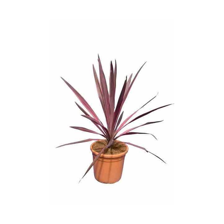 Cordyline australis splendeur méridionale