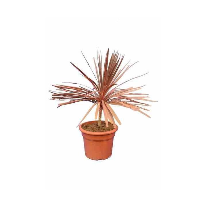 Cordyline australis splendeur méridionale