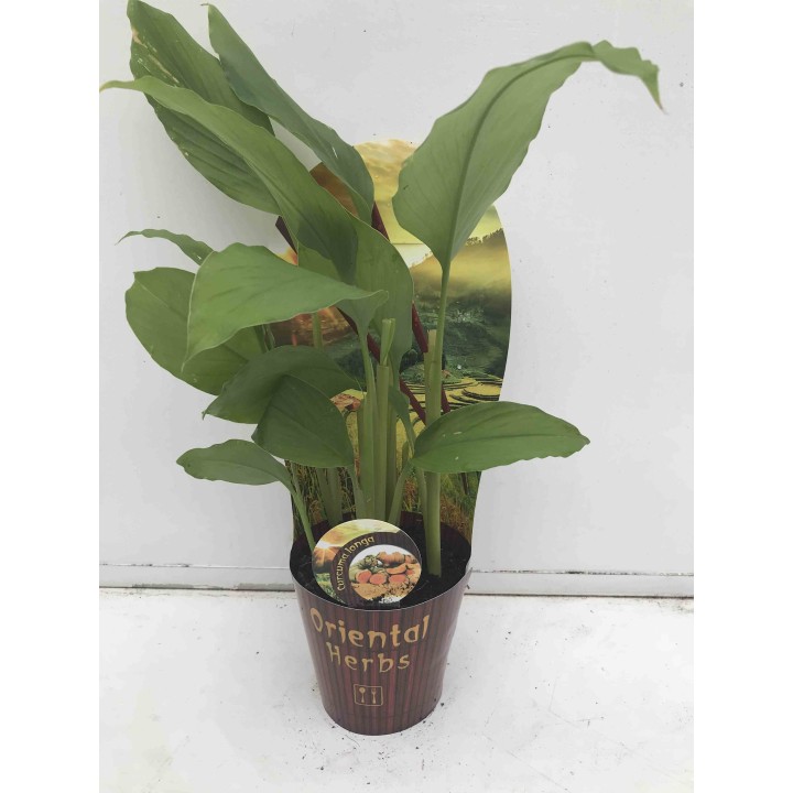 Curcuma longa curcuma