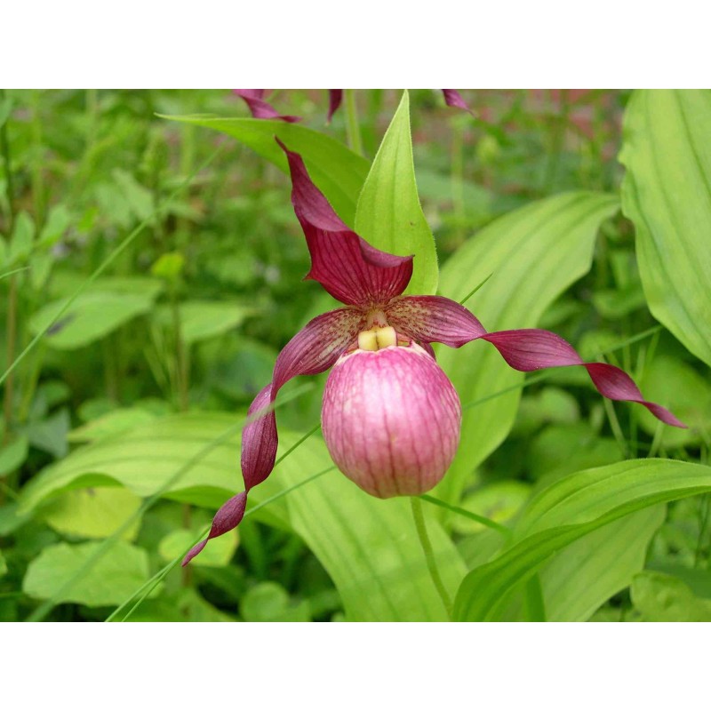 Cypripède "Giselle"