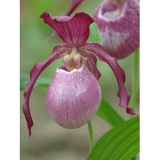 Cypripède "Philippe"