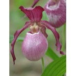 Cypripède "Philippe"