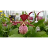 Cypripedium "Ventricosum rouge"