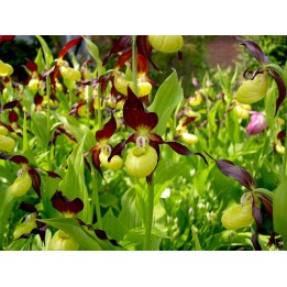 Cypripedium calceolus