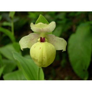 Cypripedium flavum