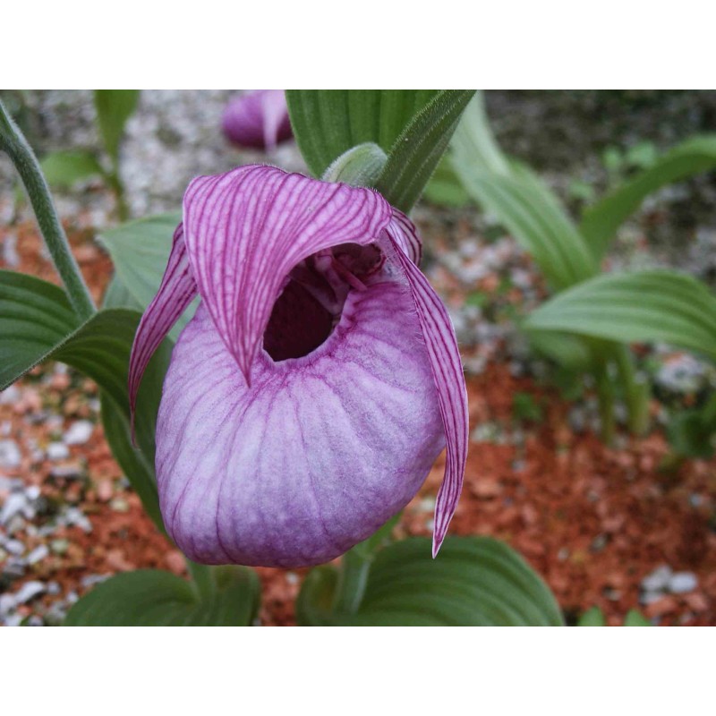 Cypripède franchetti