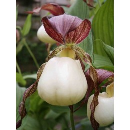 Cypripedium kentuckiense