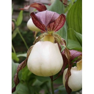 Cypripedium kentuckiense