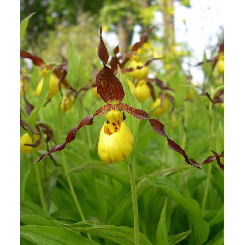 Cypripedium parviflorum