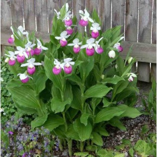 Cypripedium reginae