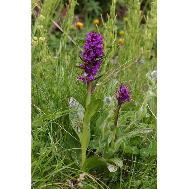 Dactylorhiza alpestris