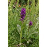 Dactylorhiza alpestris