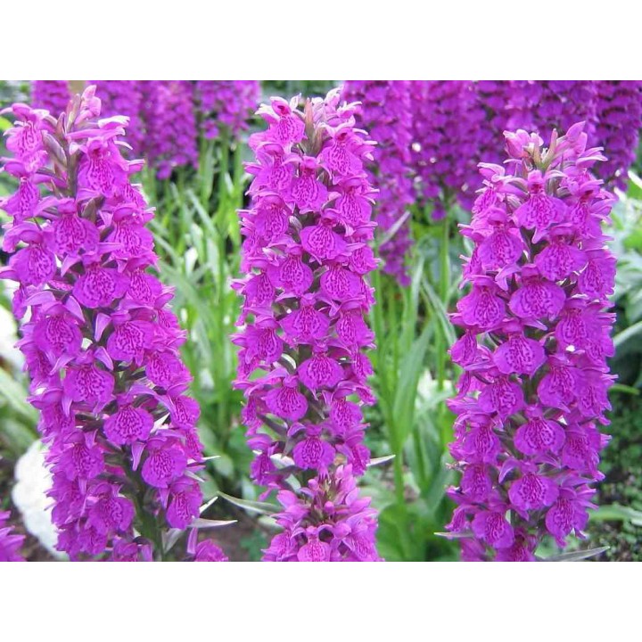 Dactylorhiza foliorella