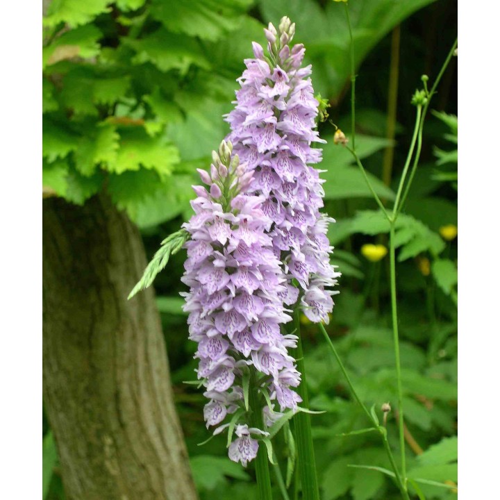 Dactylorhiza fuchsii