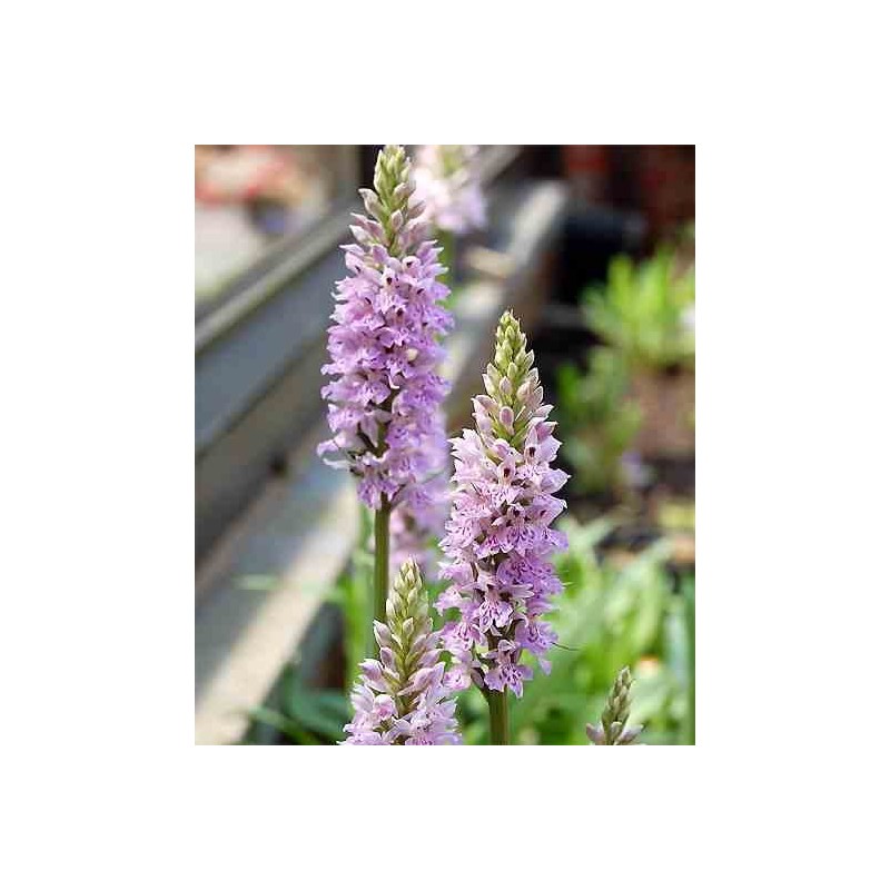 Dactylorhiza maculata