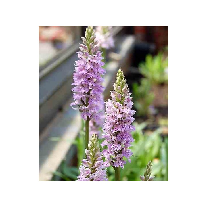 Dactylorhiza maculata
