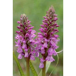 Dactylorhiza majalis