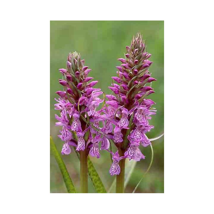 Dactylorhiza majalis