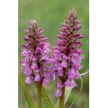 Dactylorhiza majalis