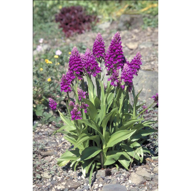Dactylorhiza purpurella