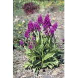 Dactylorhiza purpurella