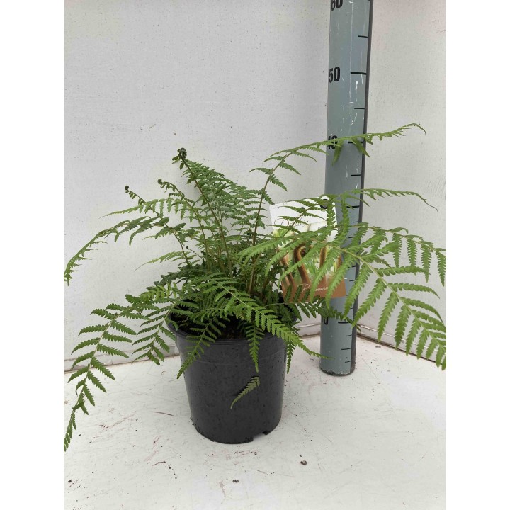 Dicksonia antartica (fougères arborescentes)