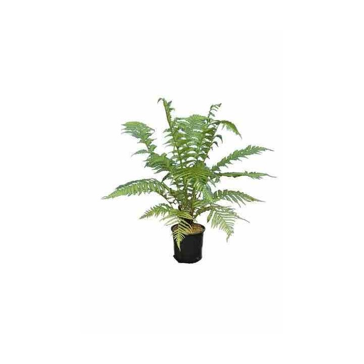 Dicksonia antartica (fougères arborescentes)