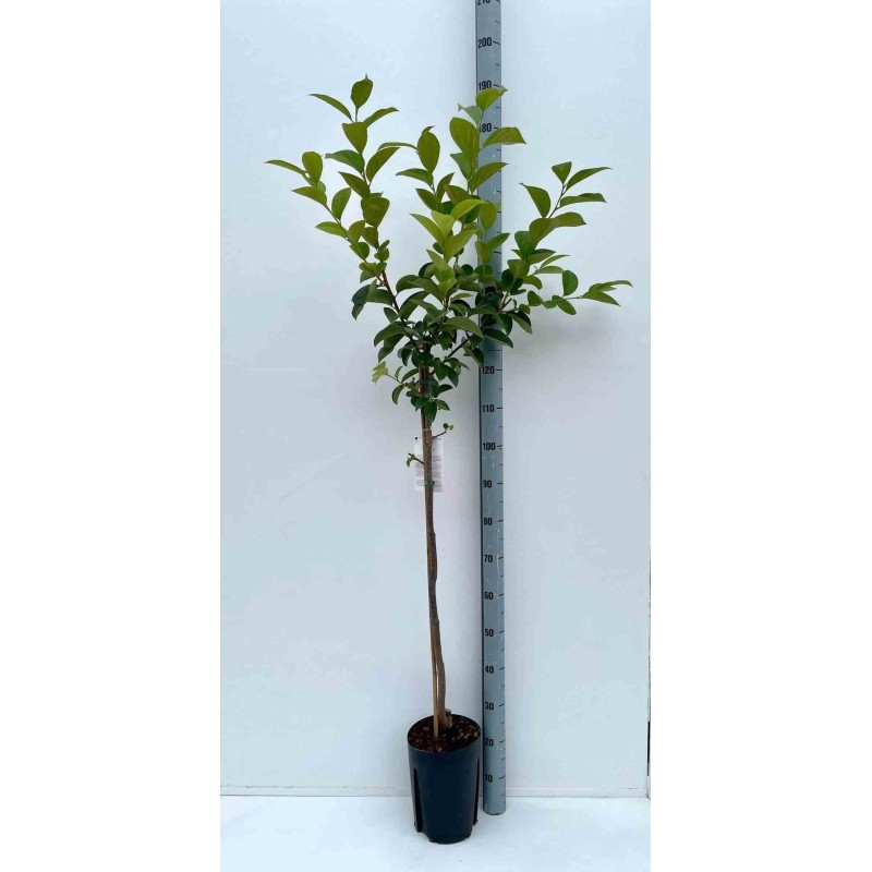 Diospyros kaki var.fuyu