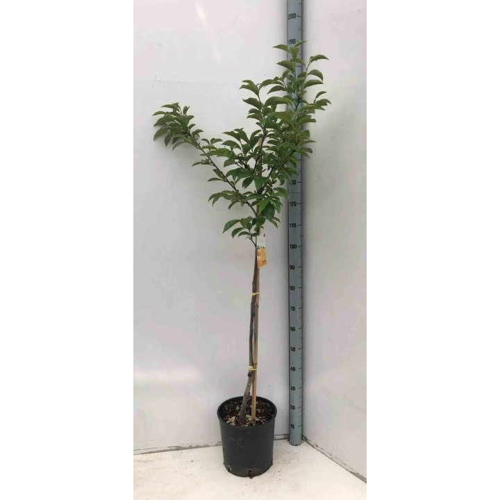 Diospyros kaki var.fuyu