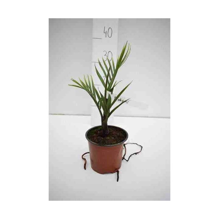 Dypsis decaryi