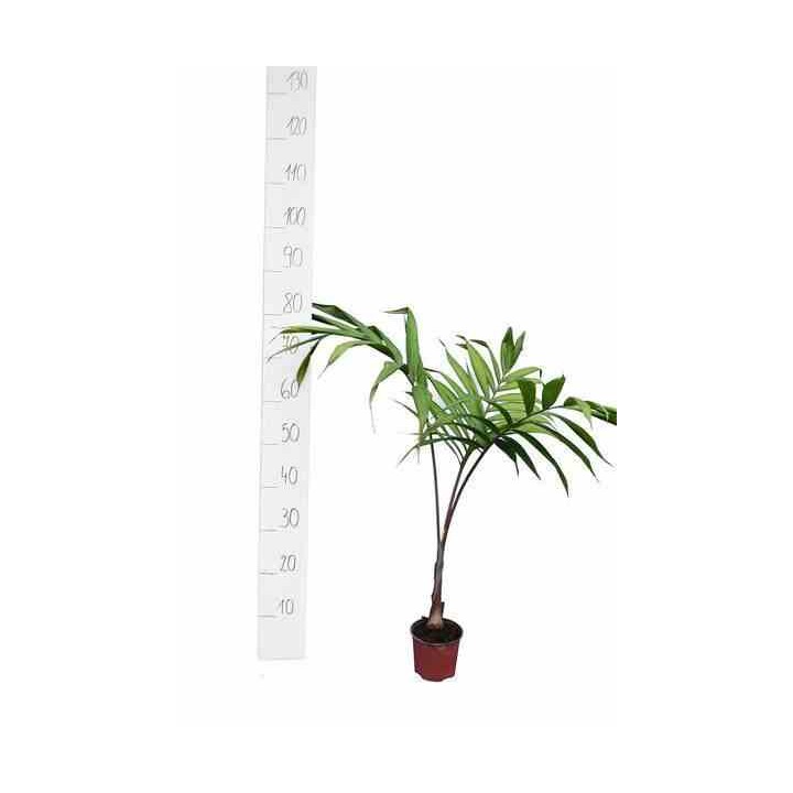 Dypsis lancéolée