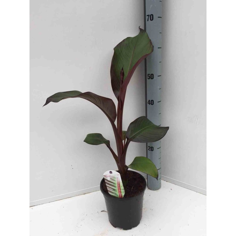 Ensete ventricosum Maurelii (Bananier rouge d'Abyssinie)