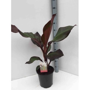 Ensete ventricosum Maurelii (Bananier rouge d'Abyssinie)