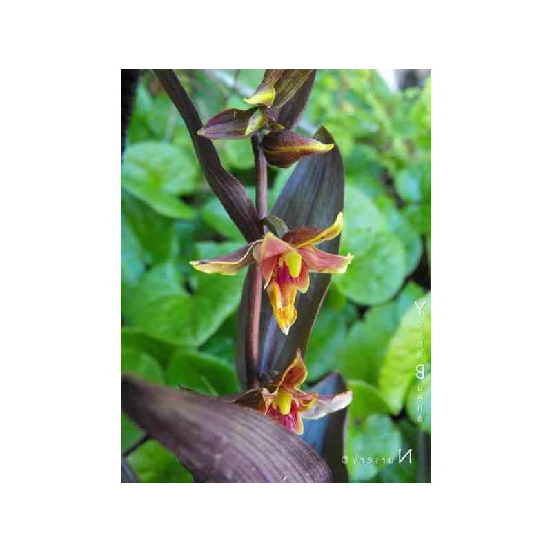 Epipactis "serpentine de nuit"