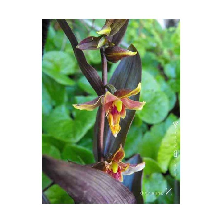 Epipactis "serpentine de nuit"