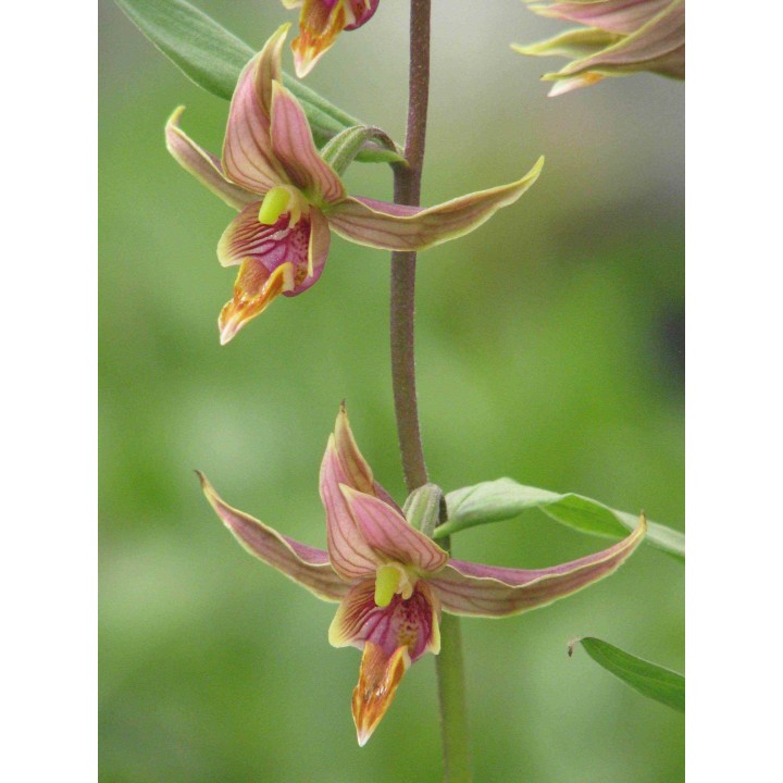 Epipactis gigantea