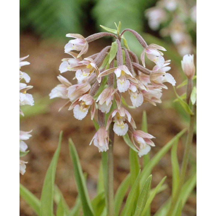 Épipactis palustris
