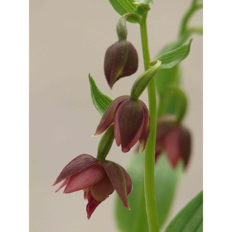 Epipactis royleana